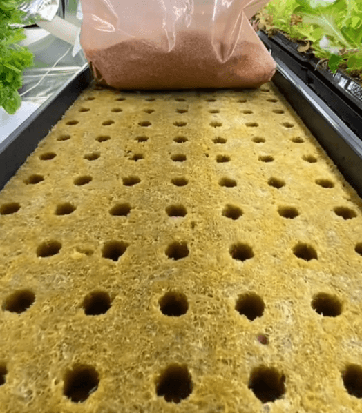 Kiełek – Równa i mocna rozsada bez ziemi i bałaganu – nawet w domu